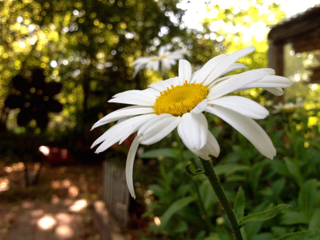 A Picture of a Daisy