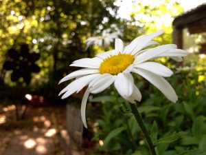 Picture of a daisy that I took