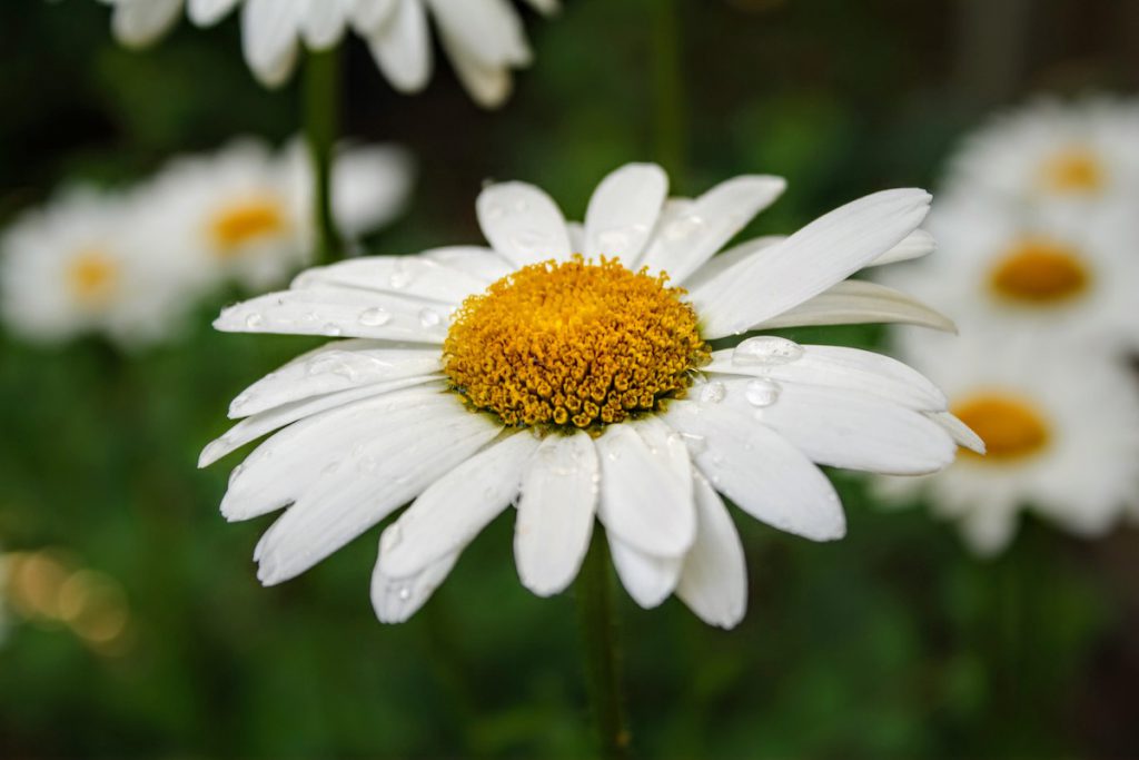 A Picture of a Daisy