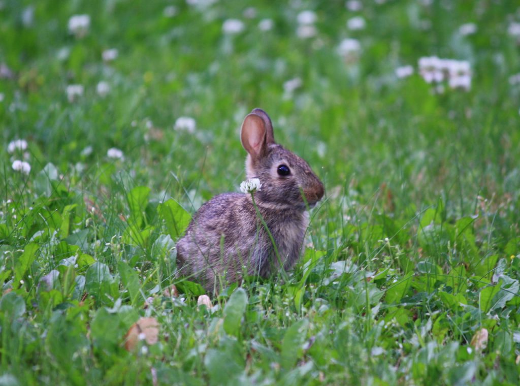Baby bunny sitting in the grass.