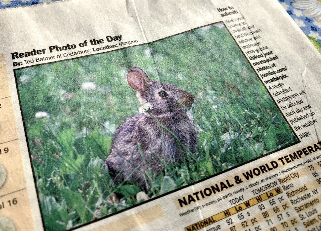 The newspaper article with the picture of my bunny.