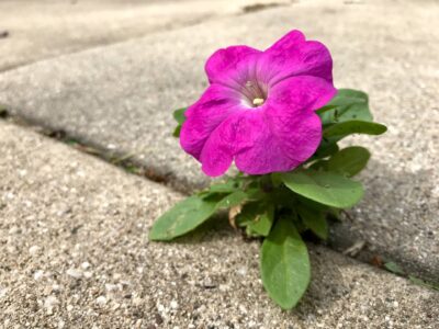 A single petunia flower growing in the cracks